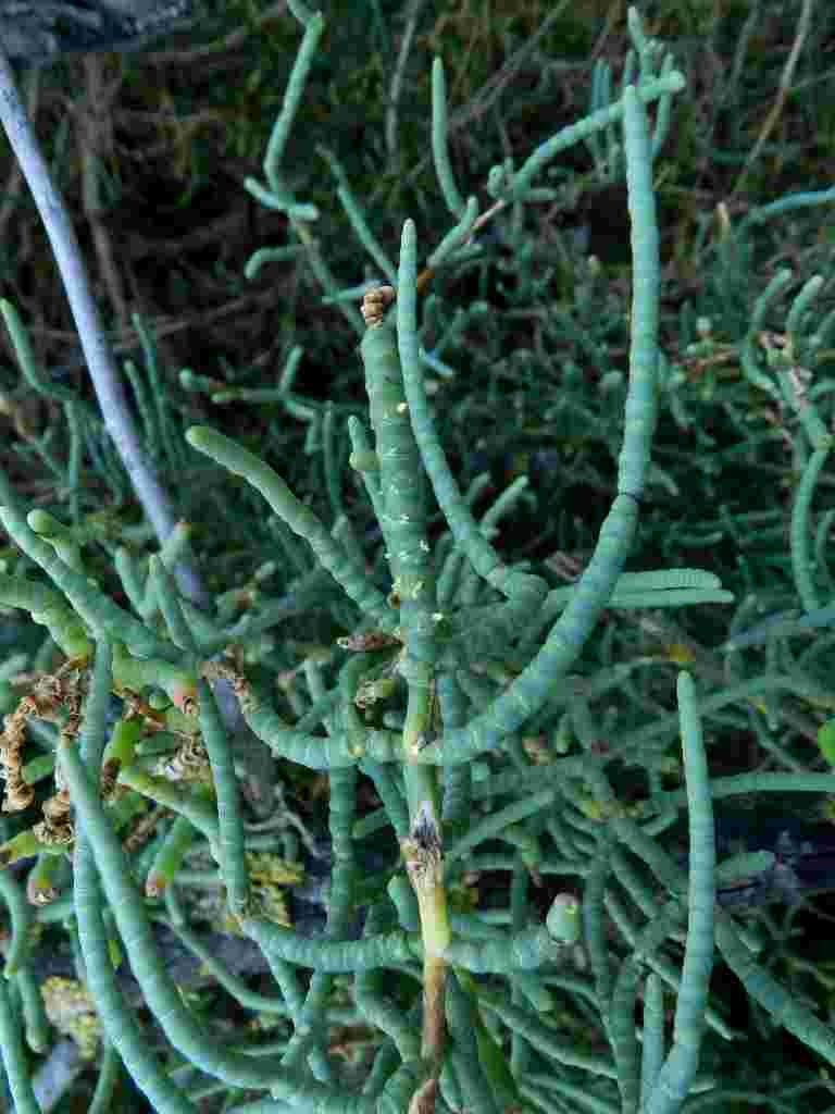 Salicornia sp.